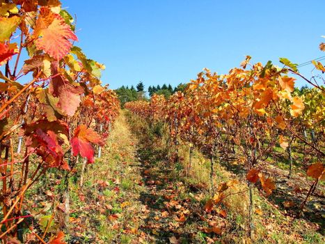 Oktober im Weingarten

