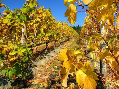 gelbgefärbter Weingarten im Herbst