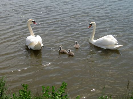 swans family in to the big pond