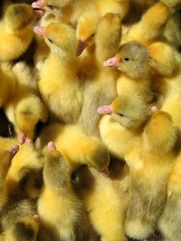 yellow nestling sit densely in a pound
