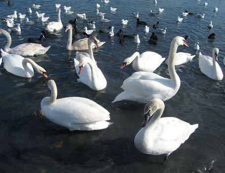 swans family