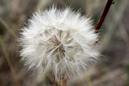 dandelion magnificent air white