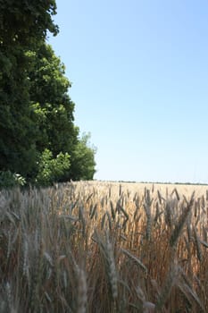 whead field near trees