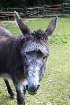 Donkey on a green grass background