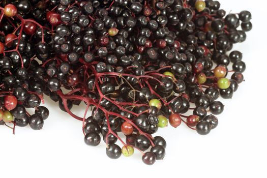 Closeup detail of ripening elderberries on a white 