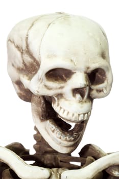 Halloween skeleton on white background
