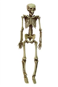 Halloween skeleton on white background
