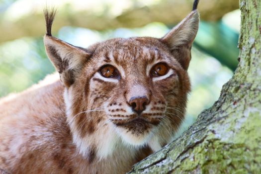 northern Lynx in Polish Zoo