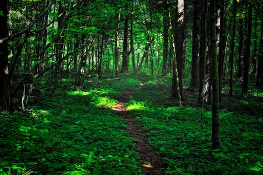 Narrow road in a cool shade of the forest