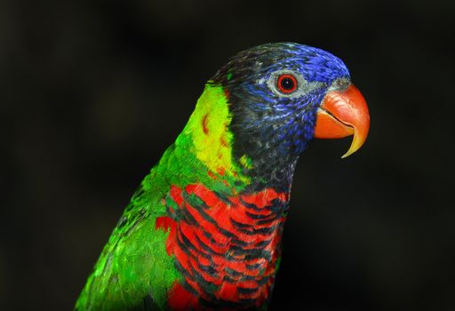 Closeup portrait of a colorful Rainbow Lorikeet