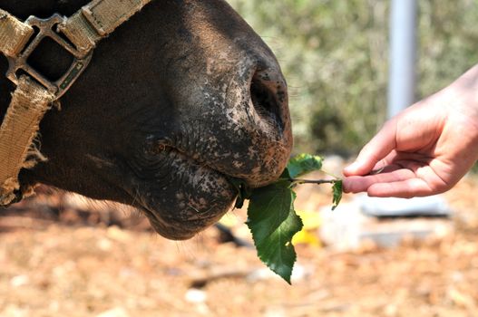 people feeding green leaves trusting little horse Pony
