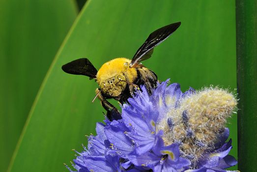 
  Yellow beetle collects honey from flowers of field