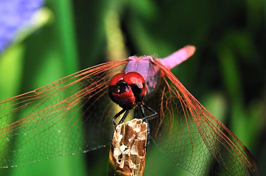 
Dragonfly sit on broken reed stalk near the water