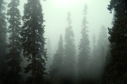 A foggy mysterious day in a dense forest