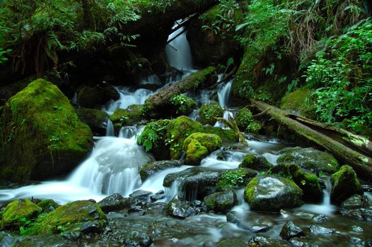 A silky waterfall in the Olympic forests