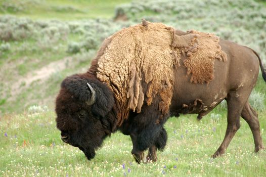 Strong bison at yellowstone national park eating grass