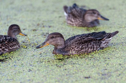 Gadwall brood of floats on the water with green duckweed and feeds