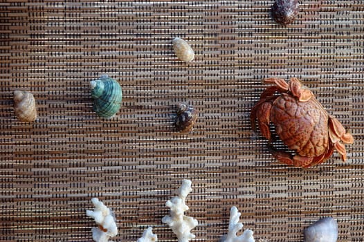 home interior decoration made from sea shell