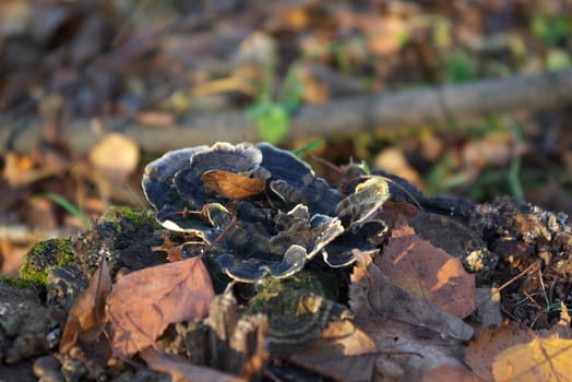 macro photo of the black mushroom in autumn forest