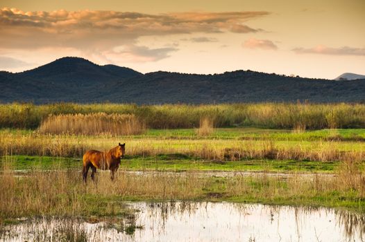 Lone horse in a serene swampy landscape, looking at the camera