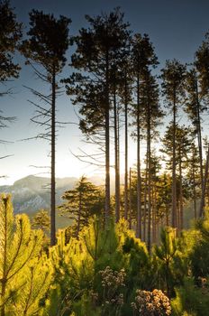 Picture of tall pine trees (pinus pinaster) from Mount Taygetos, southern Greece, photographed at dawn