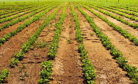 Frame filling picture of a vegetable farm 