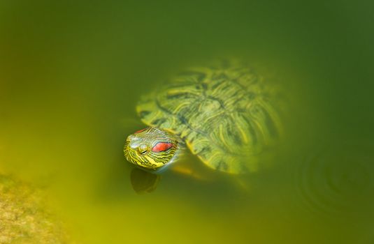 Image of a freshwater turtle (Trachemys scripta elegans) as it emerges out of the water