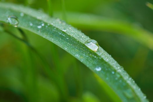 Fresh dew drops on a blade of grass.