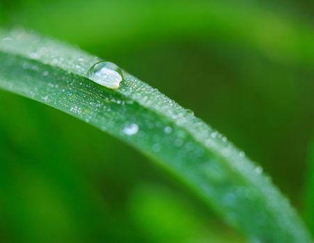 Fresh dew drops on a blade of grass.