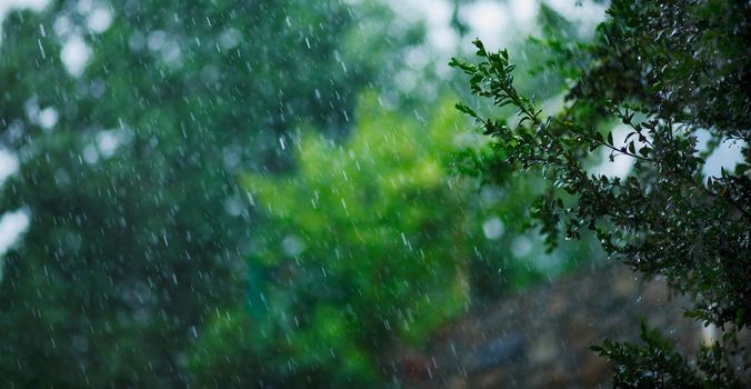 Heavy rain with a background of garden trees.