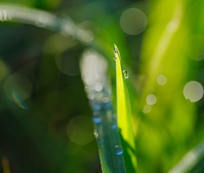 Fresh dew drops on a blade of grass.