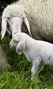 A young mother sheep nurturing her newborn baby lamb