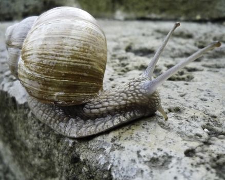 A large brown snail crawling along slowly