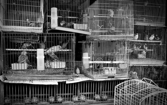A stack of mistreated caged birds in a pet store