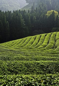 Rows of fresh green tea growing in a field
