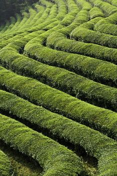 Rows of Green tea in a Field in Asia
