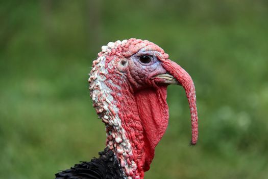 Gobbler