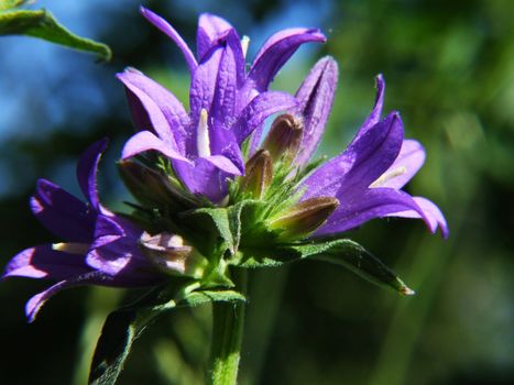 Knäuelglockenblume Makro, Campanula glomerata