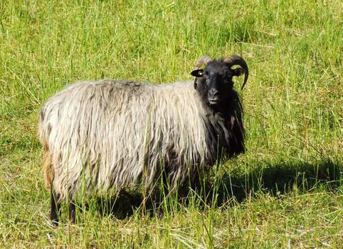 Heidschnucke, sheep
