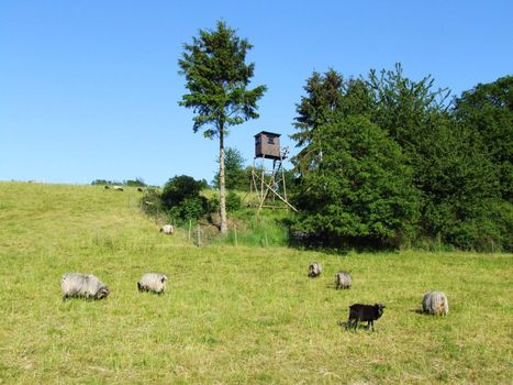 Schafweide, sheep-run
