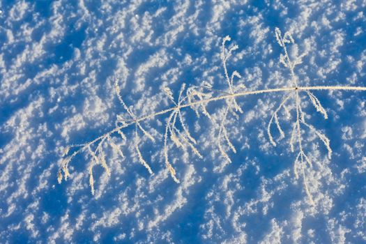 Hoarfrosted grass on surface of thick snow cover.