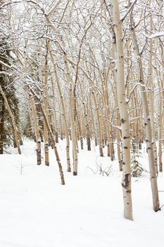 Winter in aspen (Populus tremuloides) stand in boreal forest of Yukon Territory, Canada.