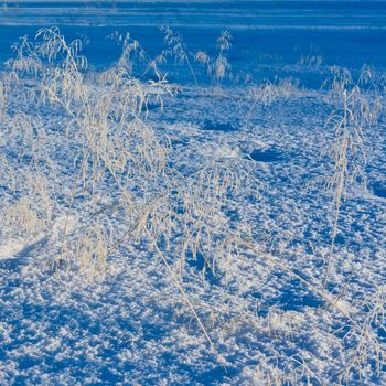 Hoarfrosted tall grass still sticking out of thick snow cover.