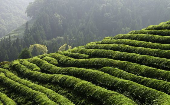 Rows of green tea in a field located in Korea