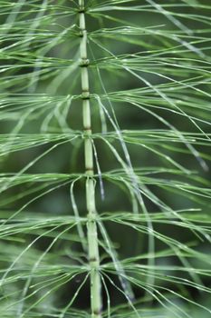 An abstract close-up of a green stemed plant