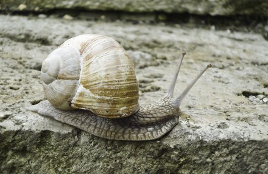 a snail crawling on a stair with large shell