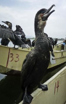 A comorant perches on a boat while fishing in Dali, China