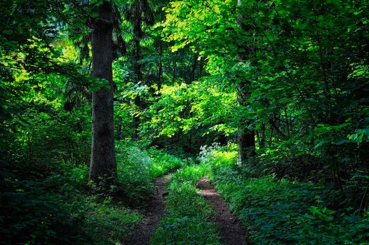 Wood road in a shades of the dark forest