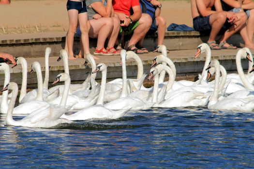 Flock of swans taking the food from people on the lakeshore
