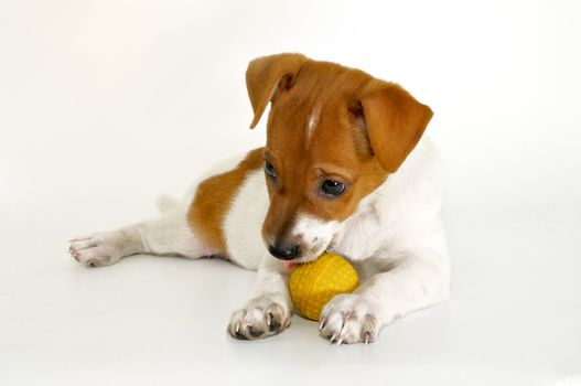 Is a small puppy and played with a yellow ball
